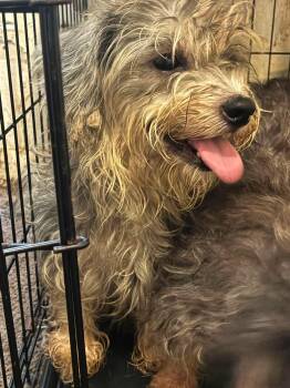 Fluffy Ducky -  Dachshund Dog for Adoption in Garland, Texas - Fluffy Ducky | PetCurious