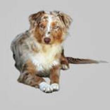 Australian Shepherd Dogs Available for Adoption in Portsmouth, Ohio - Snoodle | PetCurious