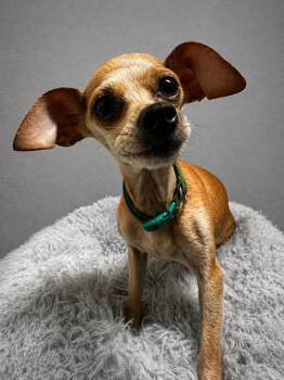 Chihuahua Dogs Available for Adoption in Evansville, Indiana - Luz | PetCurious