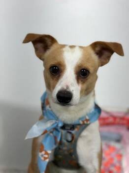 Benji-One of our Amazing Rescue Dogs -  Jack Russell Terrier and Papillon Dog for Adoption in Carlsbad, California - Benji-One Of Our Amazing Rescue Dogs | PetCurious