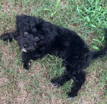 Panda -  Havanese and Poodle Dog for Adoption in Irmo, South Carolina - Panda | PetCurious