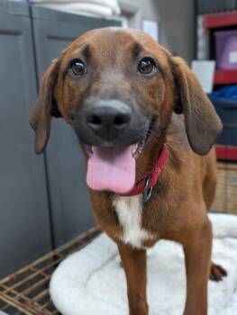 Rhodesian Ridgeback and Labrador Retriever Dogs Available for Adoption in Cuyahoga Falls, Ohio - Puppy Ann | PetCurious