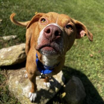 Coby -  Mixed Breed Dog for Adoption in Spruce Pine, North Carolina - Coby | PetCurious