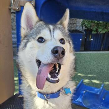 Wylie -  Husky Dog for Adoption in Chicago, Illinois - Wylie | PetCurious