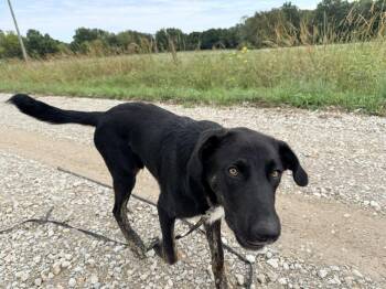 Ralphie -  Flat Coated Retriever and German Shepherd Dog Dog for Adoption in Green Ridge, Missouri - Ralphie | PetCurious