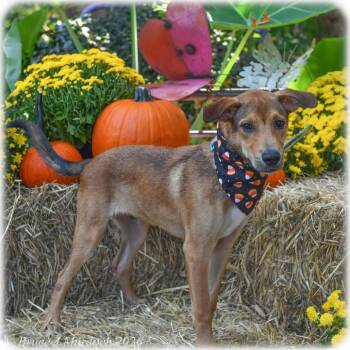 Kenan -  Shepherd Dog for Adoption in Wake Forest, North Carolina - Kenan | PetCurious