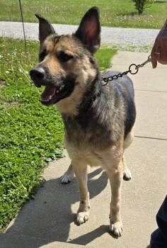 German Shepherd Dog Dogs Available for Adoption in Terre Haute, Indiana - Lola | PetCurious