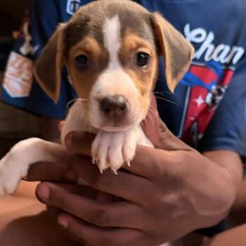 ROOK -  Chiweenie Dog for Adoption in Fosters, Alabama - ROOK | PetCurious