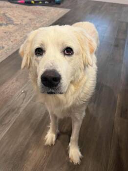 Miss Marple -  Great Pyrenees Dog for Adoption in Kiowa, Oklahoma - Miss Marple | PetCurious