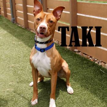 Taki -  Terrier Dog for Adoption in Mooresville, North Carolina - Taki | PetCurious