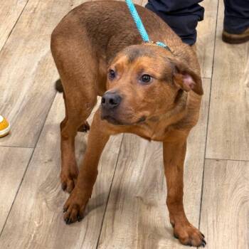 Pit Bull Terrier and Rottweiler Dogs Available for Adoption - Bruno | PetCurious