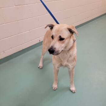 Rescue Mixed Breed Dogs for Adoption in Memphis, Tennessee - DEVINA J | PetCurious