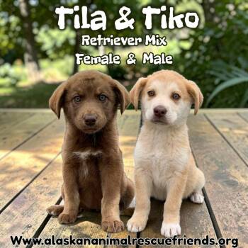 Tiko -  Retriever and Spaniel Dog for Adoption in Anchorage, Alaska - Tiko | PetCurious