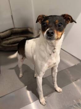 Rat Terrier and Chihuahua Dogs Available for Adoption - Violet | PetCurious