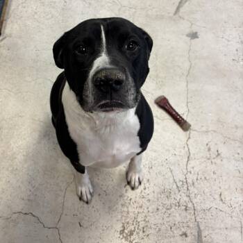 Mixed Breed Dogs Available for Adoption - Domino | PetCurious