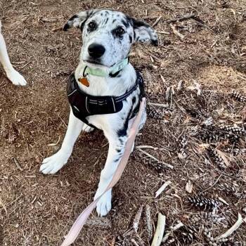 Jessie -  Mixed Breed Dog for Adoption in Groveland, Massachusetts - Jessie | PetCurious