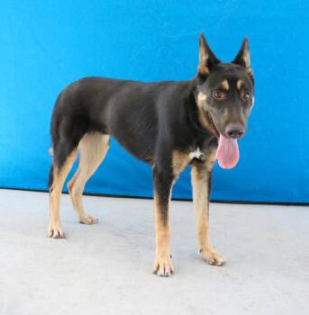 DAKOTA -  German Shepherd Dog Dog for Adoption in Pasadena, California - DAKOTA | PetCurious