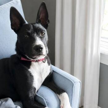 Coco -  Boston Terrier and Australian Kelpie Dog for Adoption in Farmington, Connecticut - Coco | PetCurious