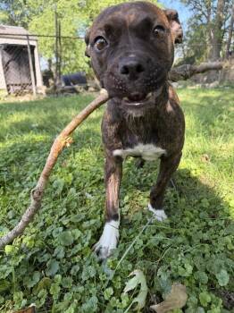 Willow -  Boxer and Labrador Retriever Dog for Adoption in Plymouth, Michigan - Willow | PetCurious