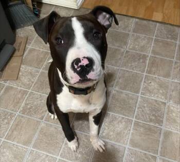 Fry -  Pit Bull Terrier Dog for Adoption in Redlands, California - Fry | PetCurious