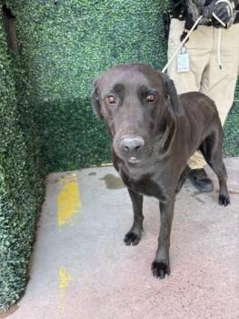 Sam -  Labrador Retriever and Mixed Breed Dog for Adoption in El Paso, Texas - Sam | PetCurious