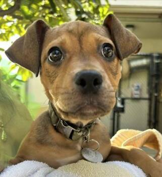 Biscuit -  Mixed Breed Dog for Adoption in Honolulu, Hawaii - Biscuit | PetCurious