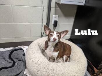 Rescue Mixed Breed Dogs for Adoption in Watertown, Wisconsin - LuLu 2 | PetCurious
