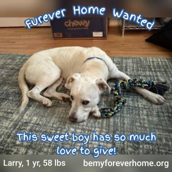 Rescue Labrador Retriever Dogs for Adoption in Plano, Texas - Larry | PetCurious