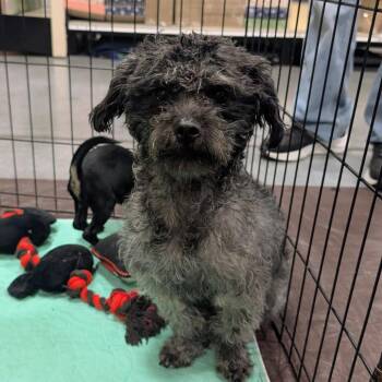 Bella Rome OS MV -  Poodle Dog for Adoption in Las Vegas, Nevada - Bella Rome OS MV | PetCurious