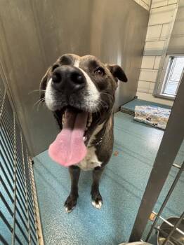 XERXES -  American Staffordshire Terrier and Mixed Breed Dog Available for Adoption in Pearland, Texas - XERXES | PetCurious