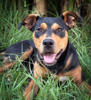 Jess -  Rottweiler Dog for Adoption in Williston, Vermont - Jess | PetCurious