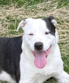 BJ - good with kids and dogs -  Border Collie and Labrador Retriever Dog for Adoption in Andover, Massachusetts - BJ - Good With Kids And Dogs | PetCurious