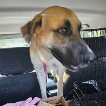 Rescue Anatolian Shepherd Dogs for Adoption in Melrose, Florida - Groot | PetCurious