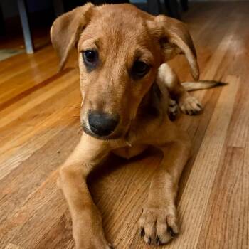 Wand -  Mixed Breed Dog for Adoption in Buffalo, Minnesota - Wand | PetCurious