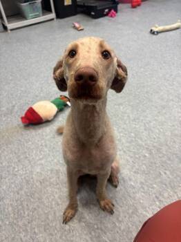 Goldendoodle Dogs Available for Adoption - Marlo | PetCurious