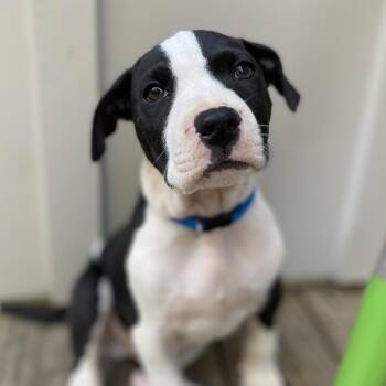 Rumble -  Hound and Mixed Breed Dog for Adoption in Peachtree City, Georgia - Rumble | PetCurious