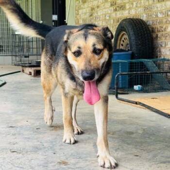 SADIE -  German Shepherd Dog Dog for Adoption in Fernandina Beach, Florida - SADIE | PetCurious
