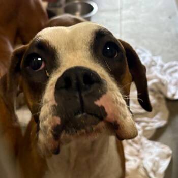 Boxer Dogs Available for Adoption in Yuma, Arizona - Annabell | PetCurious