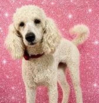 TILLA -  Standard Poodle Dog for Adoption in West Melbourne, Florida - TILLA | PetCurious