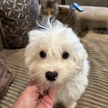 Bailey -  Maltese and Poodle Dog for Adoption in Rowlett, Texas - Bailey | PetCurious