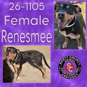 Renesmee -  Pit Bull Terrier Dog for Adoption in Georgetown, Kentucky - Renesmee | PetCurious
