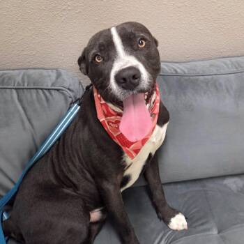Freddy -  Pit Bull Terrier Dog for Adoption in Eagle, Idaho - Freddy | PetCurious