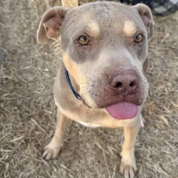 Pit Bull Terrier and American Bully Dogs Available for Adoption in Pottsboro, Texas - Keno | PetCurious