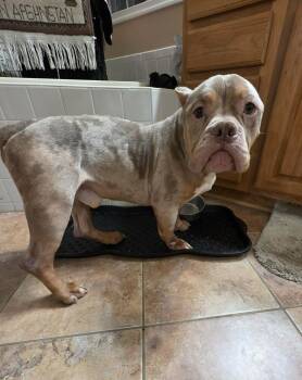 Pit Bull Terrier Dogs Available for Adoption - Ricky | PetCurious