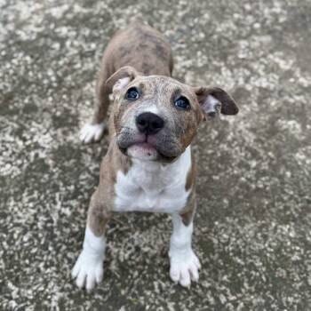 Pit Bull Terrier Dogs Available for Adoption - Tansey | PetCurious