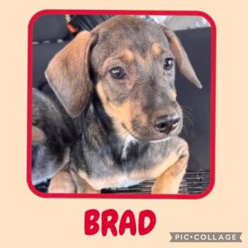 Brad -  Dachshund and Beagle Dog for Adoption in Ringwood, New Jersey - Brad | PetCurious