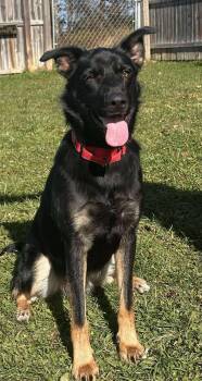 Rescue German Shepherd Dog Dogs for Adoption in Springfield, Vermont - Mabel | PetCurious