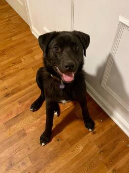 Labrador Retriever and Great Pyrenees Dogs Available for Adoption in Triana, Alabama - Beau | PetCurious