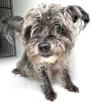 A657928 -  Schnauzer Dog for Adoption in Houston, Texas - A657928 | PetCurious