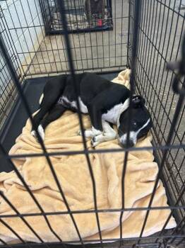 Mixed Breed Dogs Available for Adoption in Mobile, Alabama - Naomi | PetCurious